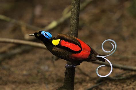 Unraveling the Genetics of Birds of Paradise: Nature's Masterpiece